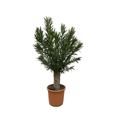 Produktbild von Everyplants Nerium Oleander Bonsai - 190 cm, ø45 cm