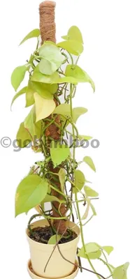 Obrázek produktu pro Kokosová podpěra pro rostliny 80 cm 5 kusů