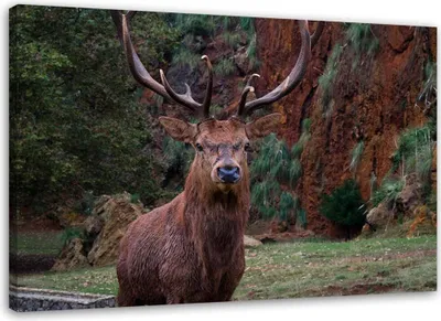 Produktbild von Leinwandbild könig des waldes 100x70 cm Feeby braun wandbild bereit zum aufhängen