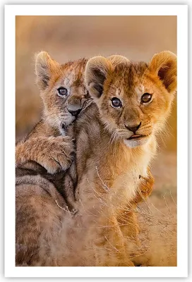 Produktbild von Poster - Poster ohne Rahmen - Löwe Natur Tier - 61x91,5 cm - Wand Bild - Wanddeko - Wandbilder - Kunstposter - Wandposter - Bilder - Kunstdruck - Wanddekoration - Wandbild - P2XPA61x91-3480