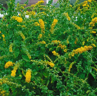 Produktbild von Solidago caesia, Goldrute, ca. 9x9 cm Topf, wuchsfreudig