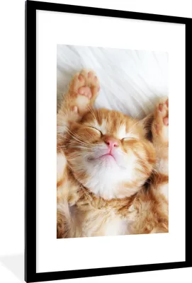 Produktbild von MuchoWow® Gerahmtes Poster Katze - Rot - Haustiere - Kätzchen 60x90 cm - Poster mit Schwarzem Bilderrahmen Wandposter Rahmen Foto Bilder - Dekoration - Wandposter Wohnzimmer - Hochwertig
