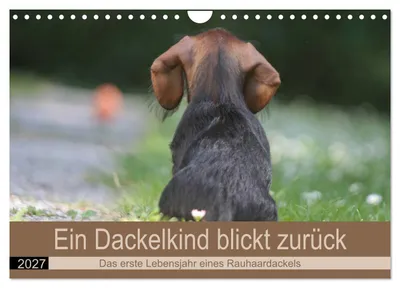 Produktbild von Ein Dackelkind blickt zurück (Wandkalender 2027 DIN A4 quer), CALVENDO Monatskalender