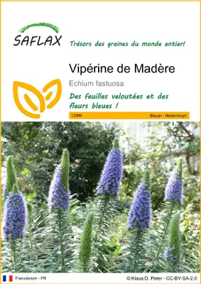 Image de SAFLAX  - Vipérine de Madère - 100 graines - Echium