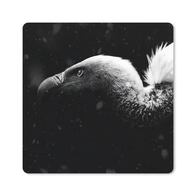 Produktbild von MuchoWow® Mauspad Mousepad Nahaufnahme eines Geiers vor schwarzem Hintergrund - schwarz und weiß 20x20 cm - Mousepads - Maus Mat - Pad - Mausunterlage - Desk Mat - Bureauartikeln