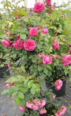 Produktbild von Kletterrose Laguna® - Rosa Laguna® - ADR Rose - Duft+++ - Kordes-Rose
