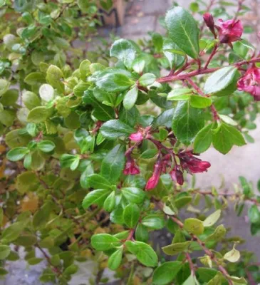 Produktbild von Escallonia organensis - Andenstrauch - 30-40cm