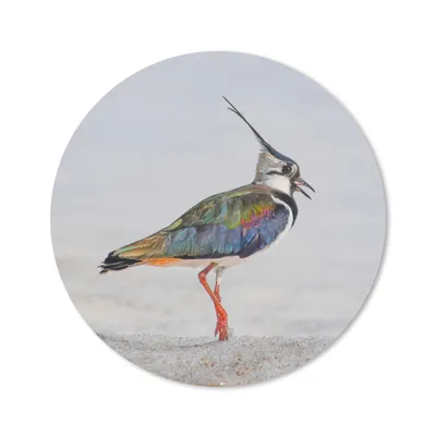 Produktbild von MuchoWow® Mauspad Mousepad Vogel - Tiere - Sand - Kiebitz 40x40 cm - Mousepads - Maus Mat - Pad - Mausunterlage - Schreibtisch Accessoires