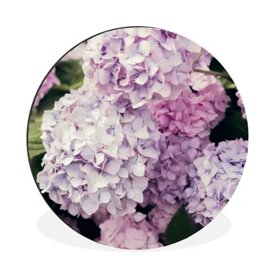 Produktbild von MuchoWow® Aluminium Wandkreis Rosa Hortensie Ø 90 cm Wanddeko Modern Wohnzimmer - Mauerkreis - Wandbilder - Runde Bild - Bild aus Aluminium - Schlafzimmer - Wohnzimmerdekoration - Wand Dekoration