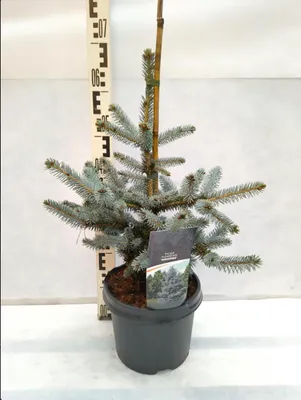 Produktbild von Picea pungens 'Hoopsii' 60–80 cm Blaue Stechfichte Blaufichte