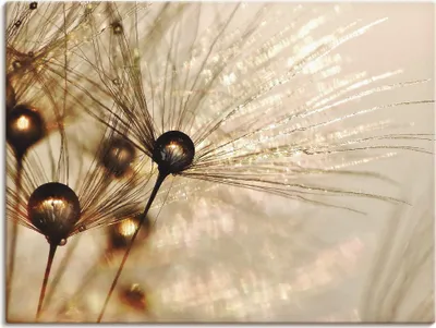 Produktbild von Julia Delgado: Pusteblume Goldener Tropfen, Produkt:Leinwand, Größe:30x40 cm / Leinwand