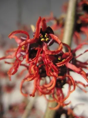 Produktbild von Hamamelis intermedia Rubin - Zaubernuss - 40-60