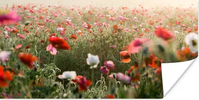Produktbild von MuchoWow® Poster Mohn - Farben - Pastell 160x80 cm - Foto Poster