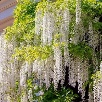 Image de Wisteria floribunda 'Alba', plante grimpante à fleurs blanches