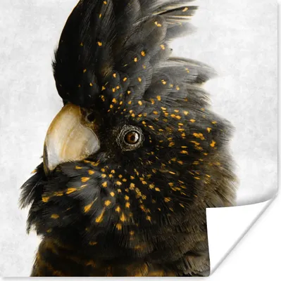 Produktbild von MuchoWow® Poster Kakadu - Schwarz - Gold - Beton 50x50 cm - Wohnzimmerdekoration