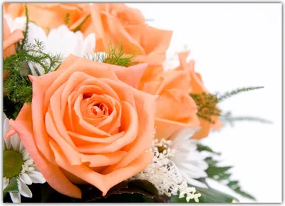 Produktbild von XL Poster 70 x 50cm orange Rosen, Margeriten und weißer Flieder (F-239) - Plakate Lieferung gerollt!