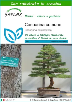 Immagine prodotto di SAFLAX  - Casuarina comune - 200 semi - Con substrato - Casuarina
