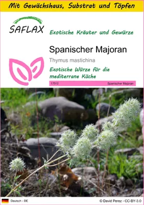 Produktbild von SAFLAX Anzucht Set - Spanischer Majoran - Thymus mastichina - 250 Samen - Mit Mini-Gewächshaus, Anzuchtsubstrat und 2 Töpfen