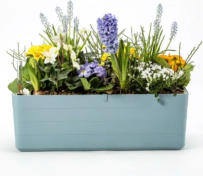 A planter box filled with various spring flowers and greenery, including hyacinths, muscari, daffodils, and primroses. A small thermometer is visible on the left side.