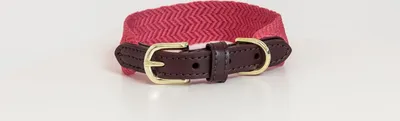 Produktbild von Kentucky Dogwear Jacquard Hundehalsband