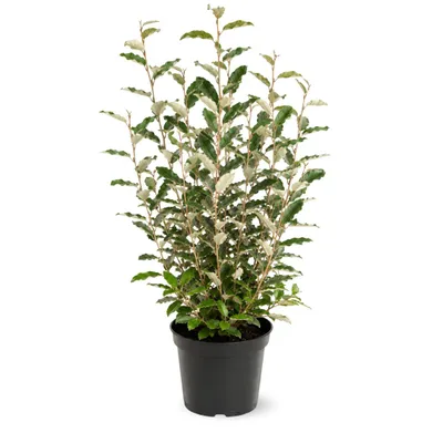 Image de Eleagnus ebbingei - plantes de haies - ↕ 110-120 cm - ⌀ 24 cm - plante d'extérieur