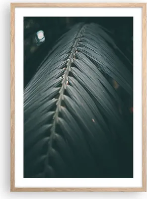 Produktbild von Gerahmtes Poster - Rahmen in heller Eiche - Blatt Palme exotisch - 50x70 cm - Wand Bild - Wanddeko - Wandbilder - Kunstposter - Wandposter - Bilderrahmen - Bilder - Kunstdruck - P2NPA50x70-4907