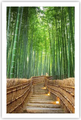 Produktbild von Poster - Poster ohne Rahmen - Bambus Pflanze - 61x91,5 cm - Wand Bild - Wanddeko - Wandbilder - Kunstposter - Wandposter - Bilder - Kunstdruck - Wanddekoration - Wandbild - P2XPA61x91-3979