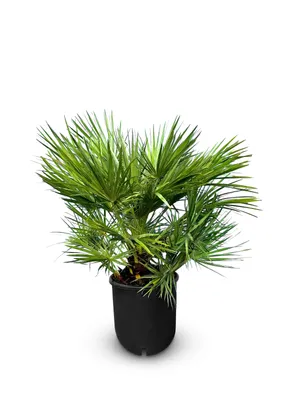 Zdjęcie produktu dla Sunny Tree - Palma - Chamaerops Humilis - Palma karłowata - 80-100 cm - Roślina - Palma nadaje się do użytku wewnętrznego i zewnętrznego