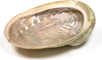 Image de Coquille d'ormeau Haliotis Diversicolor M -- Ensemble de 2 pièces - ±12-16 cm