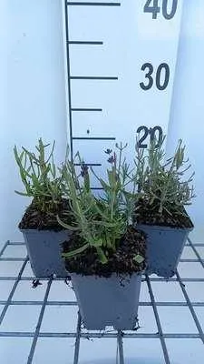 Produktbild von 6 x Lavandula ang. 'Superbleu' - Lavendel - Topf 9 x 9 cm