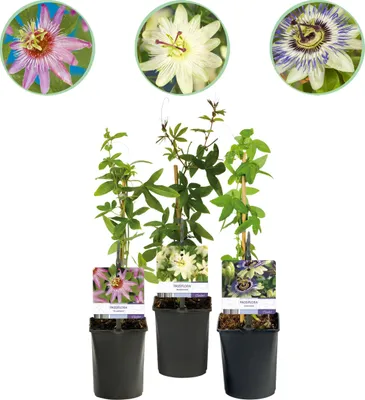 Produktbild von GreenboutiQ - Popínavá rastlina Passiflora 'Tricolour' (mučenka) - Ružovo-bielo-fialové kvety - Jednoduchá starostlivosť - 3 rastliny v kvetináči Ø11 cm - Výška cca 40 cm