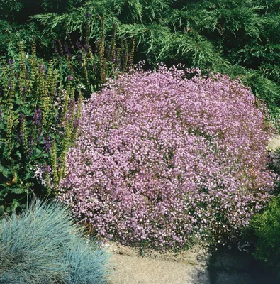 Produktbild von Gypsophila repens 'Rosenschleier', Schleierkraut, rosa, ca. 9x9 cm Topf