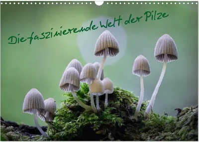 Produktbild von Die faszinierende Welt der Pilze (Wandkalender 2025 DIN A3 quer), CALVENDO Monatskalender