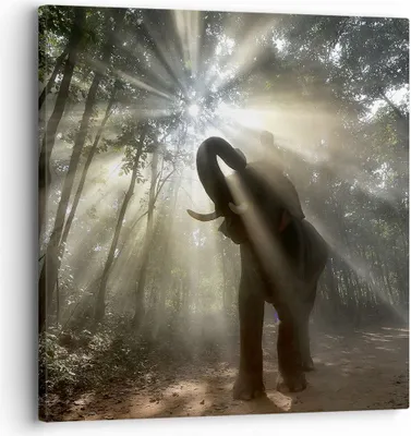 Produktbild von Bild auf Leinwand - Leinwandbild - Elefant Dschungel  - 30x30cm - Wand Bild - Wanddeko - Wandbilder - Leinwanddruck - Bilder - Kunstdruck - Wanddekoration - Leinwand bilder - Wandkunst - AC30x30-3835