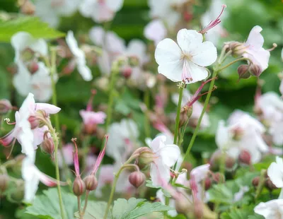 Zdjęcie produktu dla Geranium cantabrigiense 'Biokovo' z Cambridge, 10 - 25cm, srednica 9cm, 6 sztuk