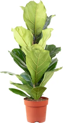 Produktbild von Geigenfeige – Moderner Dschungel-Look für Innenräume, ca. 95 cm hoch, Topf-Ø 21 cm