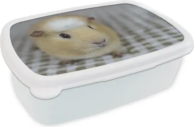 Produktbild von KitchenYeah® Lunchbox Brotzeit Brotdose 17x11 cm Kleines Meerschweinchen Kinder Brotzeitdose - Lunch Box - Kinder - Sandwich-Box - Schulbox - Lunch Boxen
