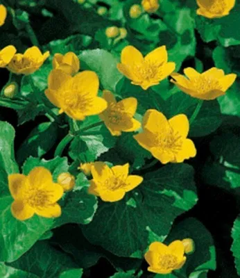 Produktbild von BALDUR Garten 3x Sumpfdotterblume,Pflanzen als 4 cm Topfballen, leuchtend gelbe Blüten, ideal an feuchten Plätzen im Garten & Teiche, winterharte Uferpflanze, schöner Frühjahrsblüher & Blickfang
