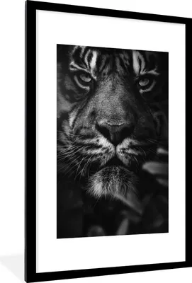 Produktbild von MuchoWow® Gerahmtes Poster Nahaufnahme eines Tigers im Dschungel - schwarz und weiß 60x90 cm - Poster mit Schwarzem Bilderrahmen Wandposter Rahmen Foto Bilder - Dekoration - Wandposter Wohnzimmer - Hochwertig