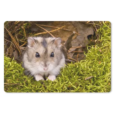 Produktbild von MuchoWow® Mauspad Mousepad Grauer Zwerghamster 27x18 cm - Mousepads - Maus Mat - Pad - Mausunterlage - Büroartikel - Desk Matten