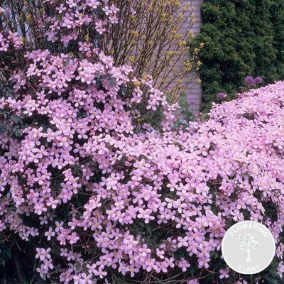 Zdjęcie produktu dla Bloomique - Clematis Montana Rubens - Pnącze leśne - Jasnoróżowe - Pnącza - Rośliny ogrodowe - Odporne na zimę - 50-70 cm wysokości - Doniczka 15 cm