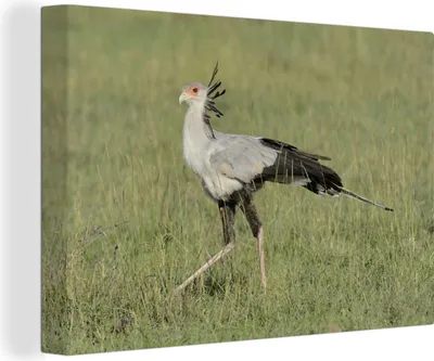Produktbild von OneMillionCanvasses® - Leinwandbilder - 140x90 cm, Sekretär Vogel geht durch das Gras, Wandbilder Kunstdruck Wanddekoration - Foto auf Leinwand - Gemälde auf Holzrahmen