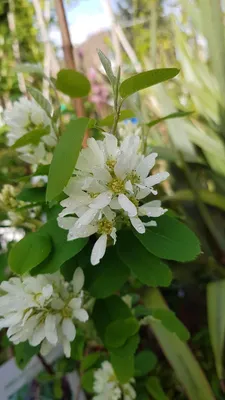 Image de Amelanchier alnifolia 'Honeywood'/ Amélanchier à feuille d'Aulne