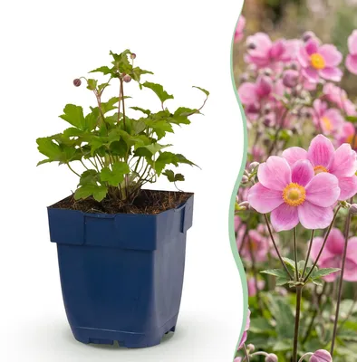 Image de Green boutiQ - Plante vivace - Anémone hup. Splendens - Anémone d'automne - Ombre - Rose foncé - 3 plants - Pot de 11 cm - Hauteur 15-25 cm