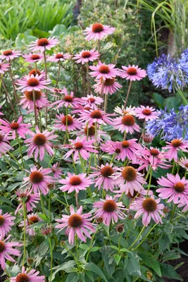 Produktbild von Echinacea purpurea 'Rubinstern', Sonnenhut, rubinrot, ca. 9x9 cm Topf