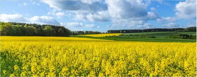 Produktbild von Wallario Poster - Blühendes Rapsfeld, Kunstdruck Größe: 50 x 125 cm