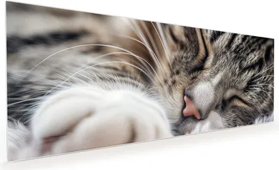 Produktbild von Küchenrückwand Spritzschutz Glas mit Motiv Schlafende Katze 40 x 40 cm