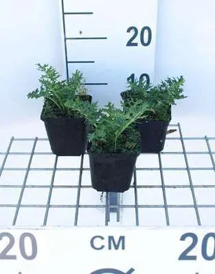 Produktbild von 6 x Acanthus spinosus - Berenklau im topf 9 x 9 cm