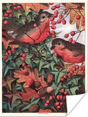Produktbild von MuchoWow® Poster Antiker Vogel Druck Rotkehlchen 90x120 cm - Wohnzimmer