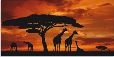 Produktbild von ARTland Wandbild Alu für Innen & Outdoor Herde von Giraffen im Sonnenuntergang Größe: 40x20 cm